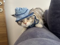 British Exotic Shorthair