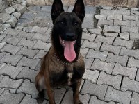 A ŞECERELİ MALİNOİS YAVRULAR