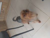 Uysal yorkshire terrier prenses Venus