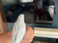 Yeni yeme düşmeye hazır muhabbet kuşu yavrular