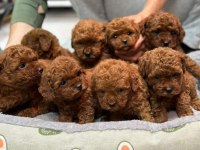 Safkan ve ırk garantili poodle yavrularımız
