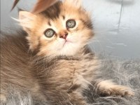British longhair kedimize yuva arıyoruz