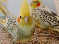 Sultan Papağanı Yavru Süper Kondisyonda