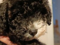 2 Aylık Poodle Ayarında Maltipoo