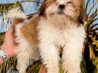 Shih-Tzu (Şitsu) Çocuklarım