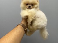 Pomeranian bo teddy yavrularımız