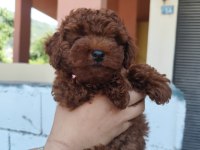 Kilo Garantili Kore Kan Red Brown Toy Poodle yavrular