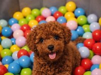 Irk Ve Saglık Garantili Poodle