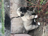 Has kangal yavrular dişi erkek mevcut