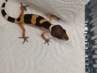 YAVRU LEOPAR GEKO
