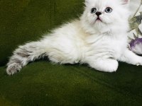 British longhair 3.5 aylık erkek