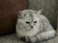 2 YAŞINDA ERKEK KEDİMİZ