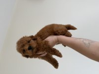 EN KOYUSUNDAN MALTIPOO 