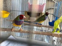Ağır parçalı parrot goldian finch cinemonlar