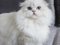 BEYAZ ASLAN YENİ YUVASINA KAVUŞMAYI BEKLİYOR