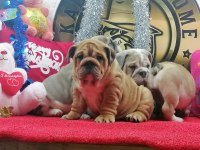 ÜST DÜZEY İNGİLİZ BULLDOG YAVRULAR