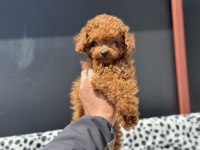 Yasal Ruhsatlı Çiftlikde Ziyarete Açık Tea Cup Poodle
