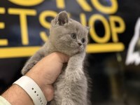 Britsh shorthair kedisi 2 aylık