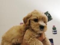 Orijinal Maltipoo Yavrular Randevu Alarak Bakabilirsiniz