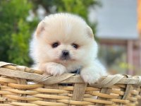 A KALİTE POMERANİAN BOO YAVRULARIMIZ