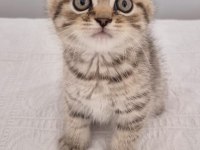 18 nisan doğumlu scottish fold erkek