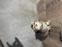 Scottish fold golden tabby