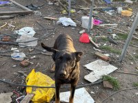 1.5 yaşında safkan malinois siyah köpeğimiz