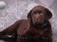 Şecereli Labrador Retriever