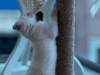 Bücür scottish fold iki buçuk aylık