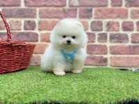 Safkan Pomeranian Boo Yavrularımız