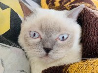 Safkan British Blue Point Dişi Erkek 2 Kedi