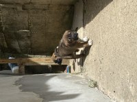 Dişi Anadolu çoban köpeklerimiz yeni yuvasını arıyor