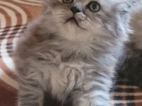 Scottish fold longhair dişi