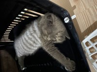 British shorthair kedisi