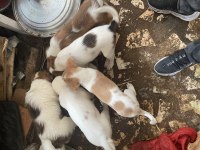 Evcil hayvan köpek