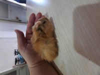 Peruvan ginepig yavruları