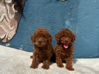 Ruhsatlı poodle evinden erkek dişi yavrularımız 