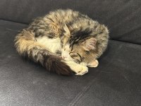 Bu Sosyal Kedimiz Yeni Ailesini Arıyor