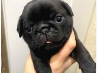 Neşeli enerjik sevimli pug