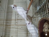 Damızlık 6-7 aylık Albino ve lutino dişi sultan papağanı
