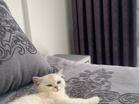 Scottish fold kedisi 5 aylık