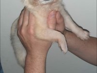 A Şecere Belgeli Longhair Erkek Yavrum Chihuahua