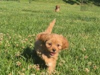 TEACUP MALTİPOO BEBEKLERİ SİZLERİ BEKLİYOR 