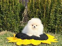 Pomeranian boo yavrular