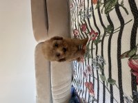 DİŞİ TOY POODLE YAVRULARIMIZ
