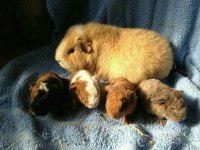 Guineapig Yavrular Aynı Gün Set Halinde Teslim Edilir