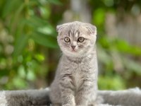 Scottish Fold Yavrularımız