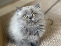 British Longhair Cer