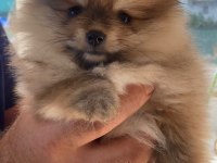Minik pomeranian kızıma yuva arıyorum