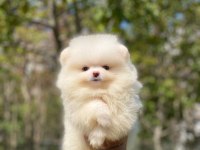 2.5 Aylık Orijinal Pomeranian Boo Yavrular